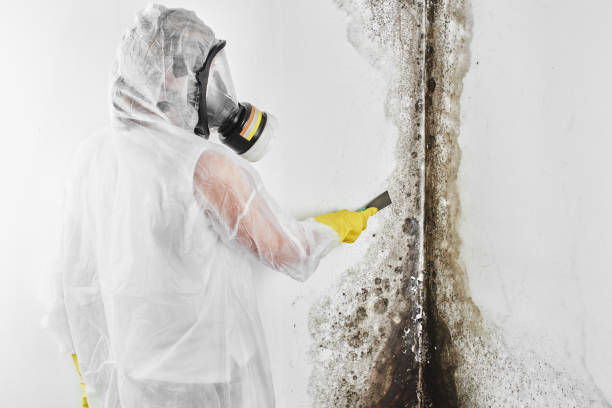 Best Commercial Mold Removal  in Monroeville, AL