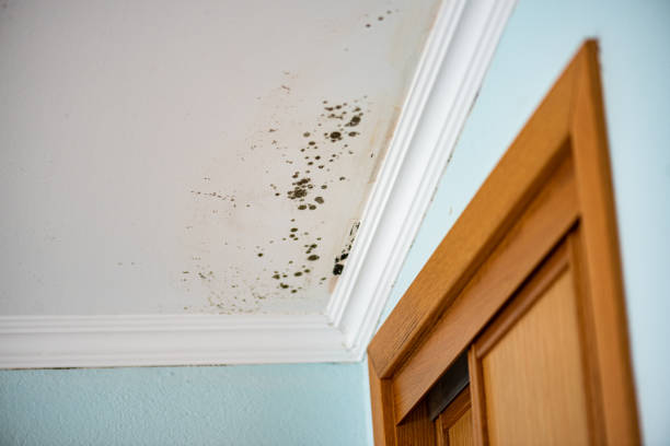 Best Mold Remediation Experts  in Monroeville, AL