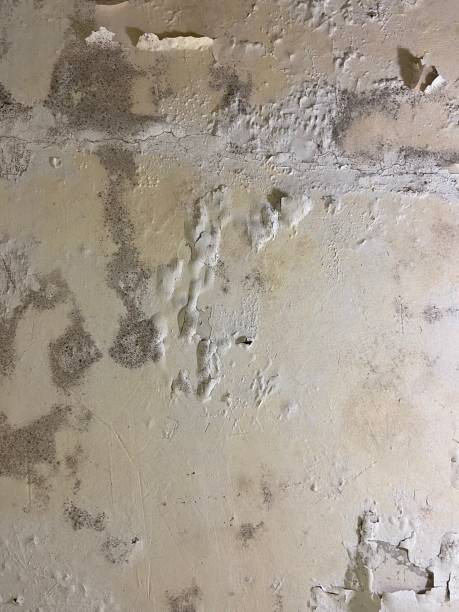 Best Emergency Mold Removal  in Monroeville, AL