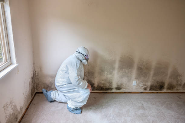 Crawl Space Mold Removal in Monroeville, AL