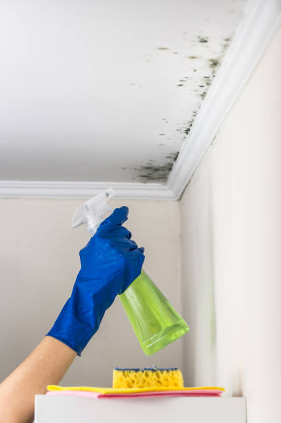 Best Toxic Mold Removal  in Monroeville, AL